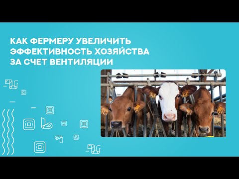 Вентиляция коровника: как