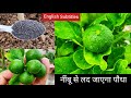 Lemon plant care fertilizer in pot, गमले में लगे नींबू के पौधे की देखभाल, lime plant varieties