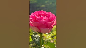 دعاء الصباح#دعاء #دعاء_الصباح #اذكار_الصباح #صباح_الخير #اكسبلور #اسلاميات