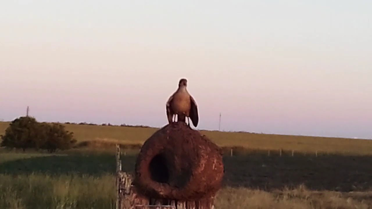 EL HORNERO 🐦 su canto y en su nido hecho de barro, con forma de un horno.