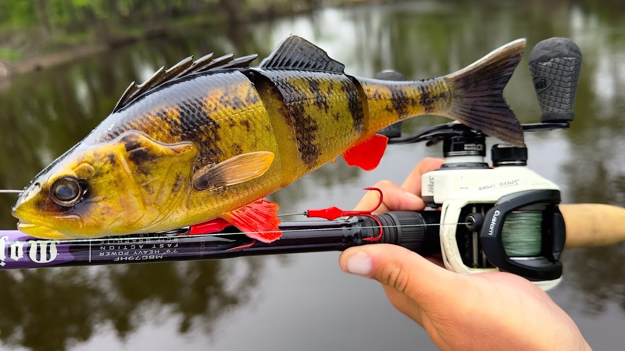 Fishing HUGE PERCH SWIMBAIT pays off with a RIVER MONSTER! (NEW PB