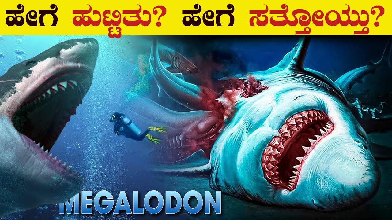 ಮೆಗಾಲೋಡಾನ್ ಹೇಗೆ ಸತ್ತೋಯ್ತ | How Megalodon Extinct | How the Largest Shark Vanished | VismayaVani