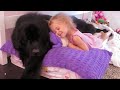 This little girl and her giant Newfoundland will make your day brighter