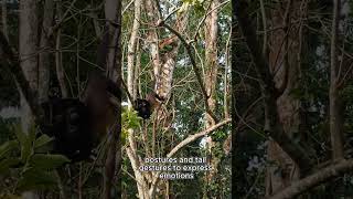Geoffroy's Spider Monkey: The Brainy Monkey with a Tail! #amazing #animals #facts