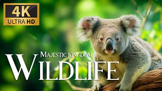 Majestic Wildlife Kingdom 4K 🐾 Discovery Relaxation Movie With Soothing Relaxing Piano Music