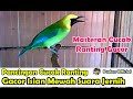 Cucak Ranting Gacor Isian Mewah Suara Jernih Cocok Untuk Masteran Dan Pancingan Pikat Mp3 - Mp4 Download