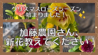 クリスマスローズシーズン始まりました！加藤農園さん、新花教えて
