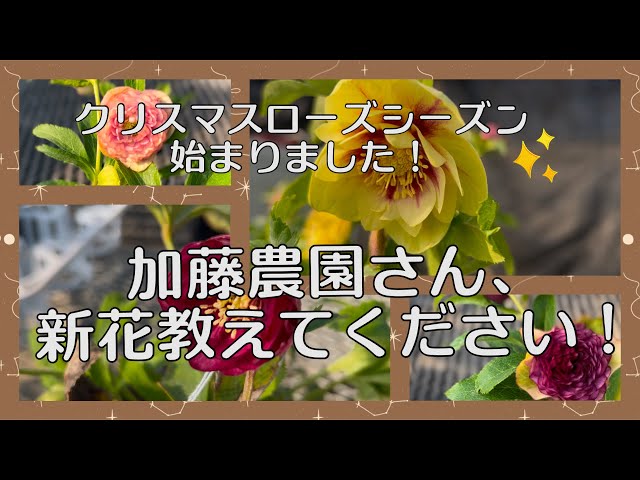 クリスマスローズシーズン始まりました！加藤農園さん、新花教えて
