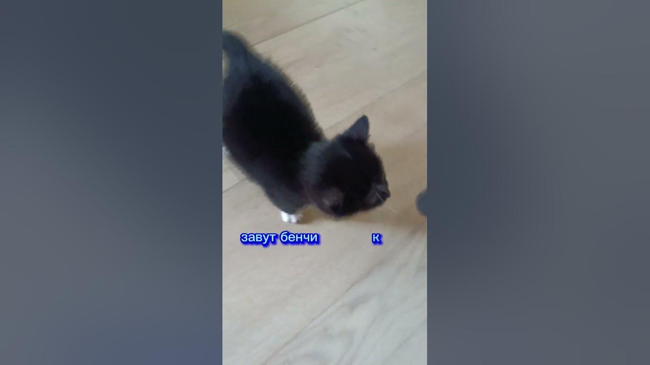 бенчик - YouTube