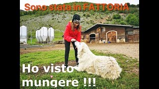 Una giornata in fattoria con Gregorio il pecoraio. Ho visto mungere!!! by Francy Remix