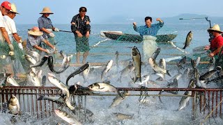 Amazing Fishing Hundreds Tons of Fish With Giant Net