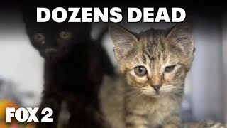 Over 100 cats in Lapeer County found in hoarder house, many were dead