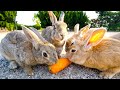 ウサギ天国2🐰700羽のウサギが暮らす楽園で永遠餌やり！| 広島県
