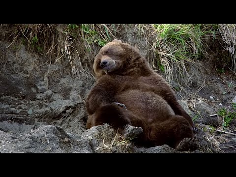 Интересные факты о спячке медведя. Подготовка и процесс, почему медведи не просыпаются