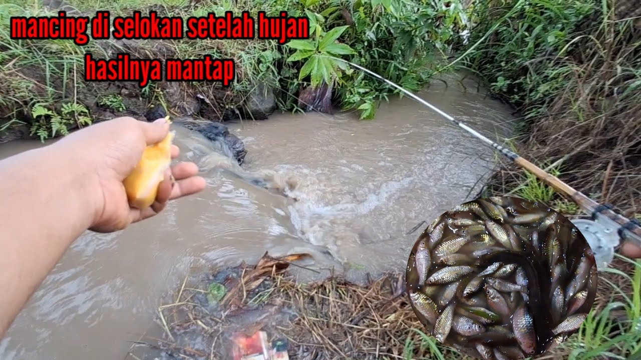 Microfhising 🎣🎣 lagi asik mancing malah hujan deras, tapi hasilnya mantap.
