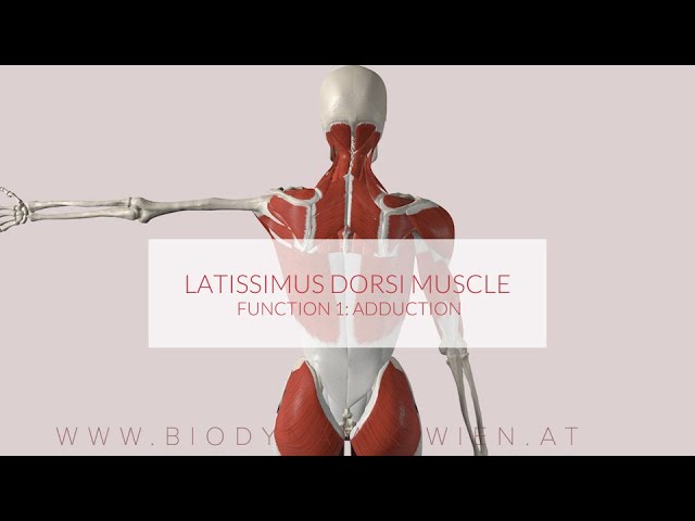 Biceps Brachii, Upper Arm Series, Part 2 (3D Animation) 