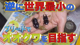 オオクワガタ 産卵セットの組み方