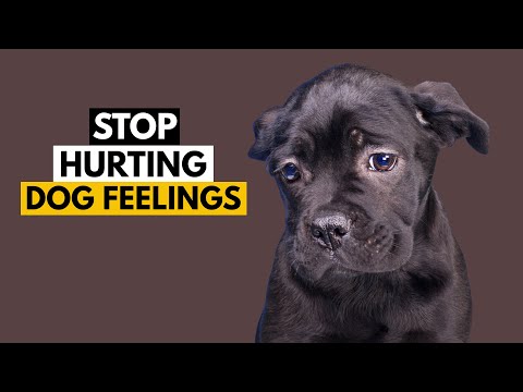 فيديو: 5 طرق قد تؤذي مشاعر الكلب عن غير قصد