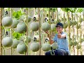 I Wish I Knew This Method Of Growing Cantaloupe Sooner, Large And Very Sweet Fruits