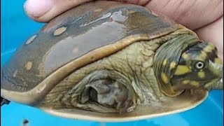 Rescue Indian Flapshell Turtle