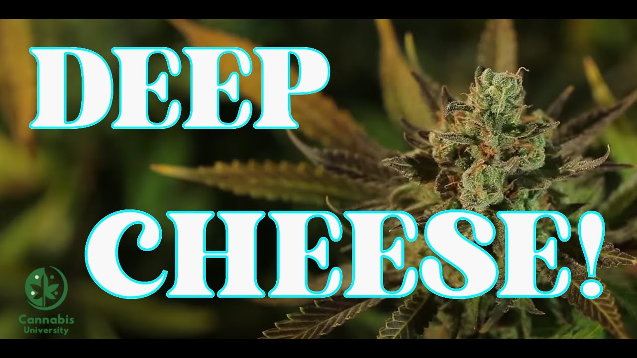 Deep Cheese Feminized Strain by Dinafem seeds