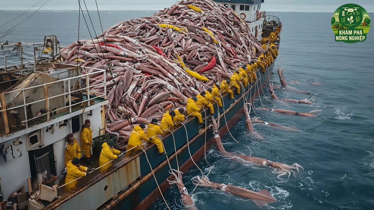 Ngư Dân Đánh Bắt Hàng Triệu Tấn Mực, Tôm Hùm Và Cua Hoàng Đế – Quy Mô Khiến Cả Thế Giới Choáng Váng!