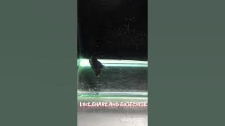 Ikan Laga Mustard Gas/Ikan Cupang Cantik/Betta Mustard Gas/Ikan Hiasan/Terapi Minda #3