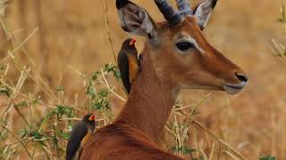 The Impala's World