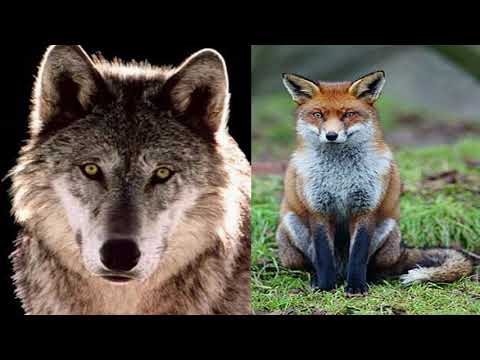 فيديو: كيفية التمييز بين الثعلب الحقيقي والثعلب الخاطئ