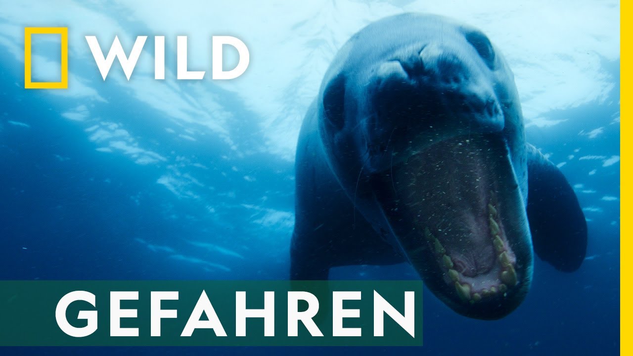 Die Gefahr lauert im Meer | Die Geheimnisvolle Welt der Pinguine