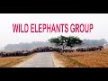 Big elephant group