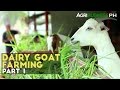 Dairy Goat Farming Part 1 : Dairy Goat Farming in the Philippines | Agribusiness Philippines