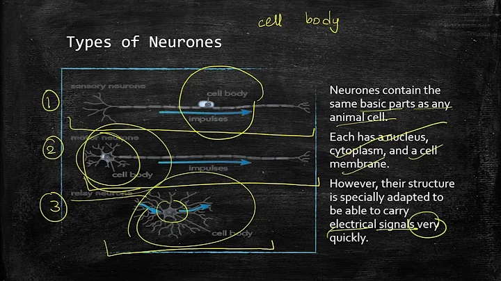 Coordination and Response – The Nervous System | IGCSE Biology |
