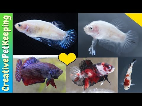 Video: Varieti Goldfish: Lihat Singkat di Beberapa Jenis Banyak