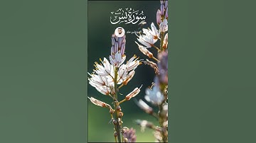 الشيخ فارس عباد  #faresabbad #اكسبلور#لايك #قران_راحة_نفسية #قرآن #سورة_يس #explore