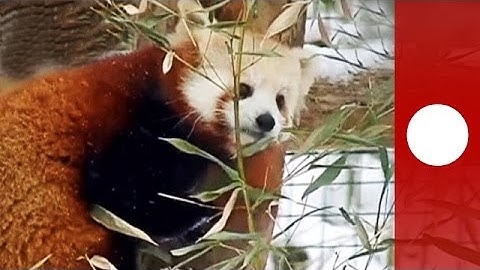 3 adorable red pandas frolic during NY snow storm