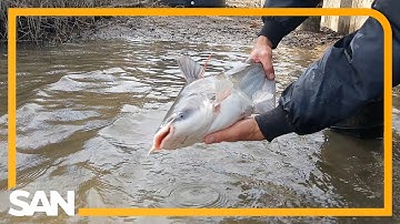 Blue catfish are destroying wildlife in the Chesapeake Bay