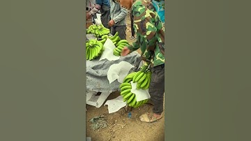 simple smart tool for prying open freshly harvested bananas #shorts