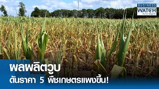 ผลผลิตวูบดันราคา 5 พืชเกษตรแพงขึ้น! | BUSINESS WATCH | 06-05-67