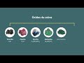 Proceso de la Concentración de Minerales de Cobre