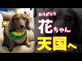 【ありがとう花ちゃん🐶】 #自粛犬