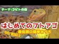 フトアゴベビーの飼育始めました。〜フトアゴヒゲトカゲの飼い方と設備をご紹介〜