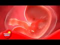 Embryo - More Science on the Learning Videos Channel