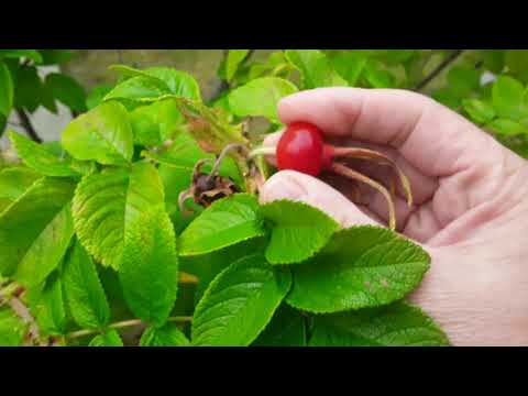 Video: Ruusunmarja