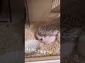 もしかして反省してる⁈【ハリネズミ】 perhaps you’re sorry ?