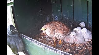 Jackdaw attack on kestrel nest -  breeding season 2022