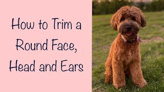 Trim a round face and head | Mabel The Whoodle