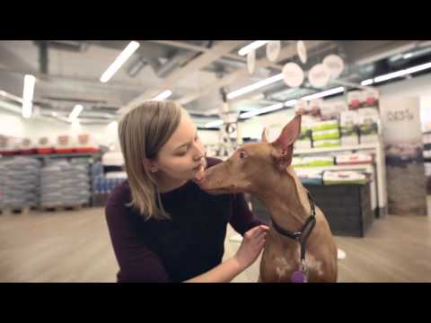 Video: Brittany Koirarotu Hypoallergeeninen, Terveys Ja Elämä