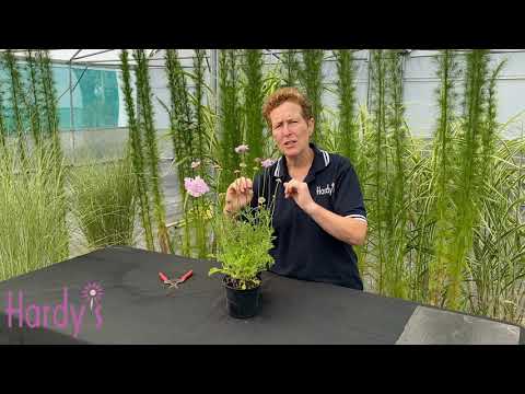 Video: Velká Jádra Květenství Scabiosa