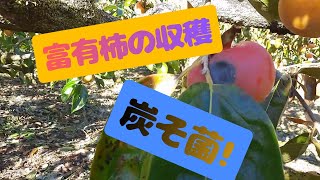 85．富有柿の収穫もう一息